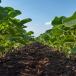 Soybeans