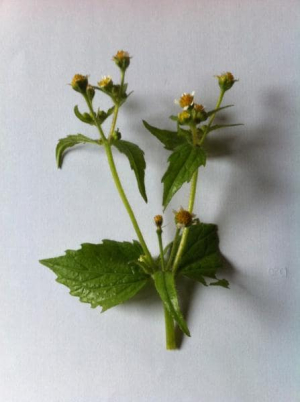 Galinsoga quadriradiata (1)-min.jpg